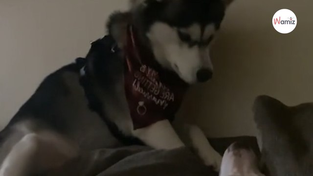 Husky chce się bawić z głuchym psem. Jego sposób na budzenie kolegi rozbawił 2 mln osób (video)