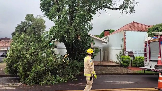 Queda de árvore mobiliza Corpo de Bombeiros ao Bairro São Cristóvão