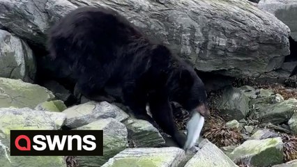 Fisherman watched in disbelief as a bear stole his freshly-caught salmon