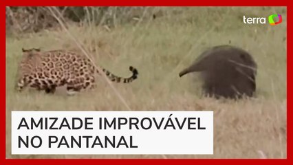 Onça-pintada e tamanduá-bandeira são flagrados 'brincando' em Mato Grosso do Sul