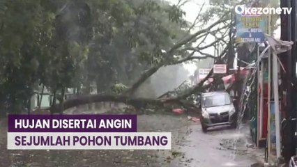 Hujan Disertai Angin, Sejumlah Pohon Tumbang Tutup Jalan di Bogor