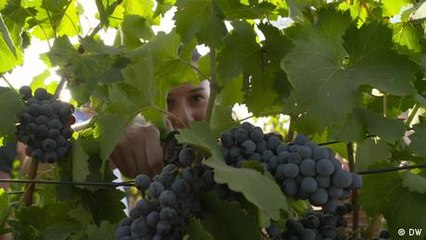 Winemakers in Turkey fighting to survive