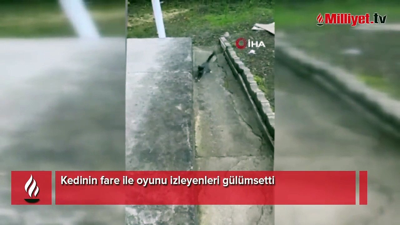 Kedinin fare ile oyunu izleyenleri gülümsetti