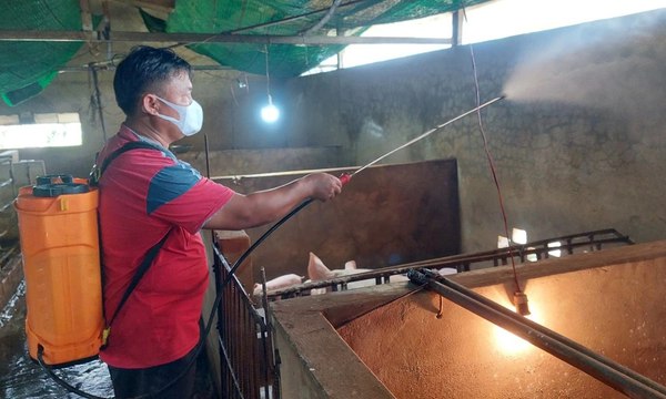 Ổ dịch tả heo Châu Phi ở Long An, tiêu hủy hơn 5 tấn