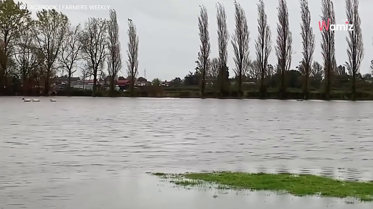 Drei Schafe sitzen in der Klemme: Zuschauer flippen aus, als sie sehen, was in den Fluten passiert (Video)