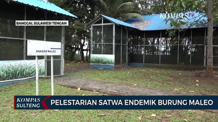 Pelestarian Satwa Endemik Burung Maleo