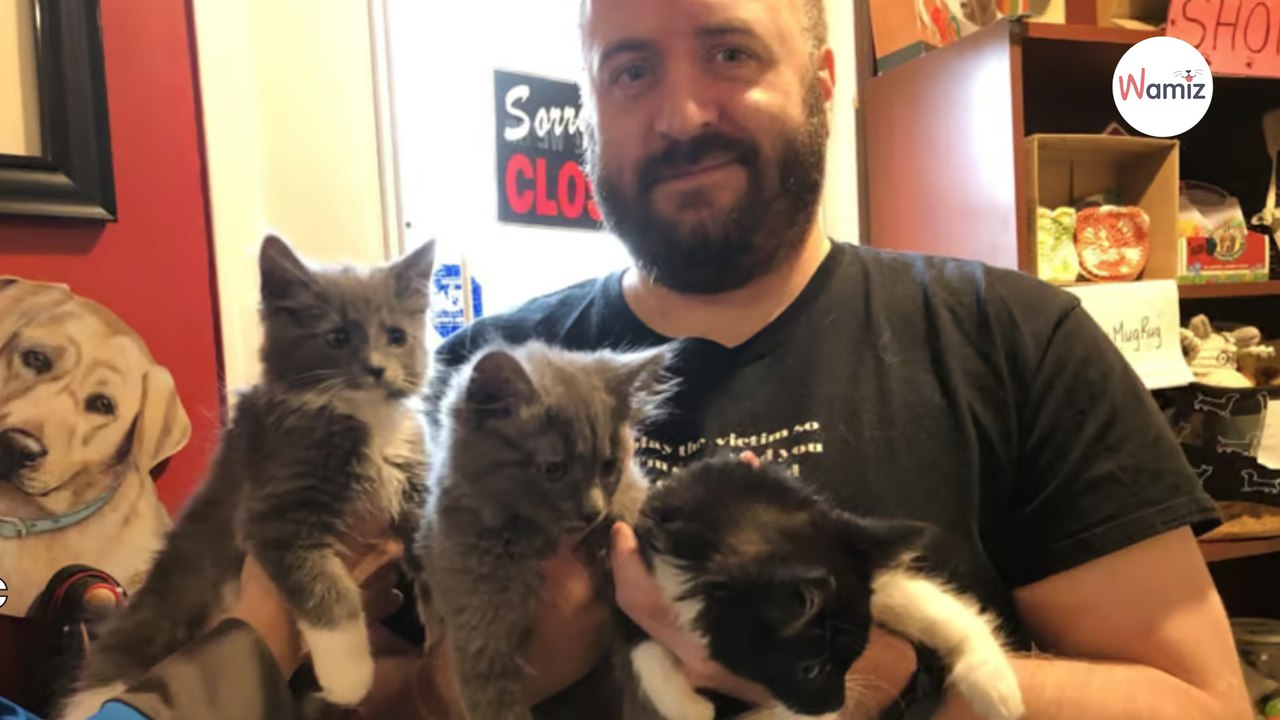 Er möchte eine Katze aus dem Tierheim adoptieren: Vor Ort läuft nichts wie geplant