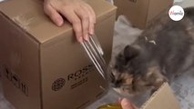 Kobieta pakuje kartony do przeprowadzki, a jej kot, zamiast schować się do jednego, dzielnie jej pomaga!
