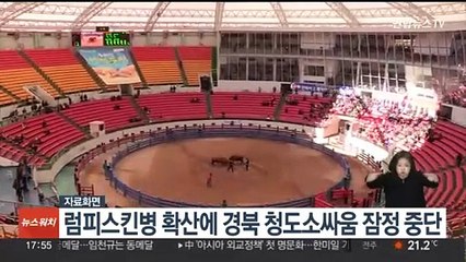 럼피스킨병 확산에 경북 '청도소싸움' 잠정 중단