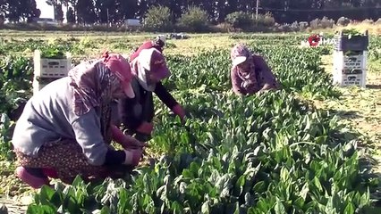 Menemen'de Erkenci Ispanak Hasadı Başladı