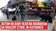 Gutom na baby bear na nagnakaw sa grocery store, ni-euthanize | GMA Integrated Newsfeed