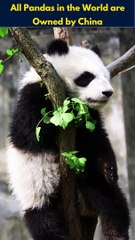 All Pandas in the World are Owned by China