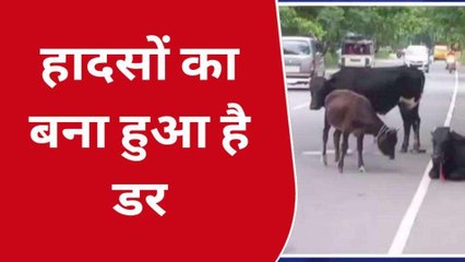 सड़क पर घूमते आवारा पशु दे रहे हादसों को दावत प्रशासन बना अंजान
