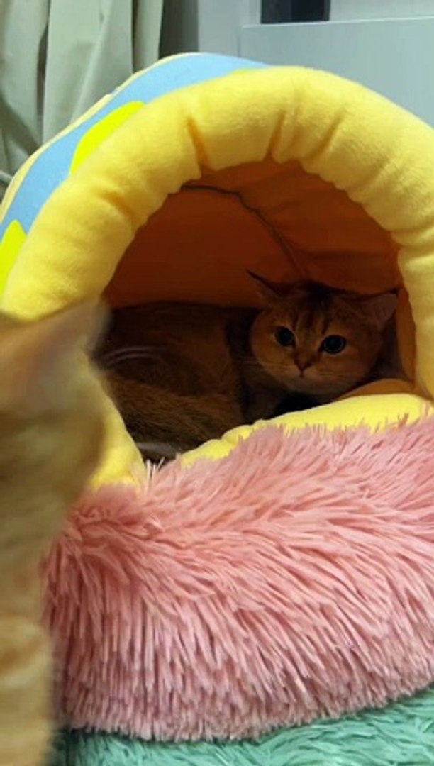 ⁣Cat Fighting Each Other | Cats Funny Moments | Animals Funny Reactions | Animals Funny Moments #cats