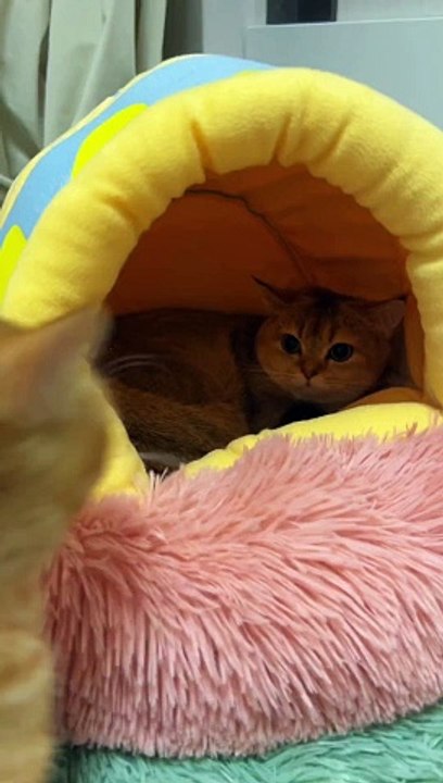 Cat Fighting Each Other | Cats Funny Moments | Animals Funny Reactions | Animals Funny Moments #cats #satisfyingvideos #catshorts #pets #animals