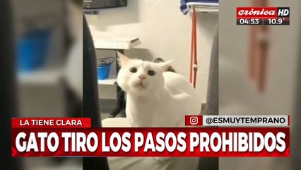 Gato tira "pasos prohibidos" y es furor en las redes