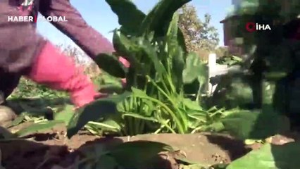Türkiye'nin ıspanak deposunda hasat zamanı: Tarlada 4, pazarda 20 TL