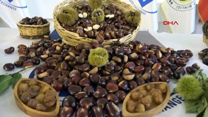 Aydın'da Sezonun İlk Kestanesi Kilosu 350 TL'den Satıldı