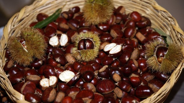 Sezonun ilk kestanesi 350 liradan satıldı