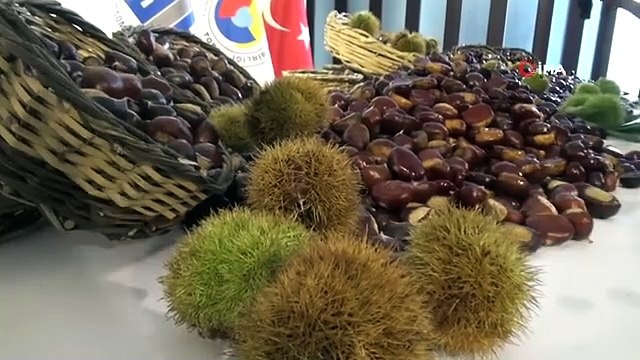 Aydın'da sezonun ilk kestanesi 350 TL'den alındı