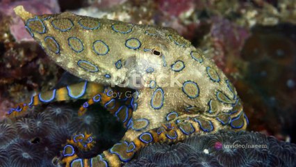 Beauty with a Bite: Top 3 Dangerous Yet Beautiful Animals