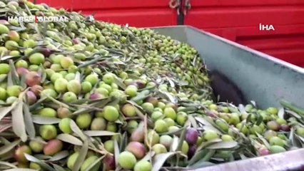 Balıkesir'de yeşil zeytin alımı başladı: "Çiftçinin malı para yapar"