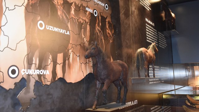 Anadolu'nun savaş atı 'Uzunyayla' müzede tanıtılıyor