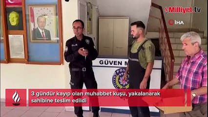 3 gündür kayıp olan muhabbet kuşu, yakalanarak sahibine teslim edildi
