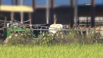 럼피스킨병 현재까지 34건 발생...전북에서 첫 확진 / YTN