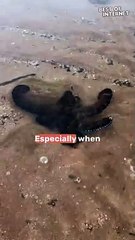 Octopus's Astonishing Defense Moves || Best of Internet