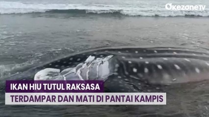 Hiu Tutul Raksasa Terdampar dan Mati di Pantai Cibitung, Begini Penampakannya