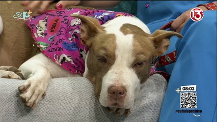 Cuidados para la piel y el cabello de las mascotas