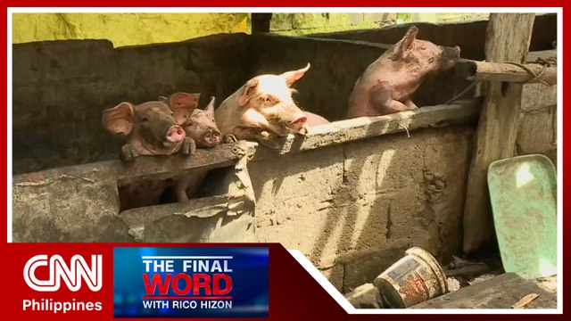 Some lawmakers question clinical trial for anti- ASF vaccine