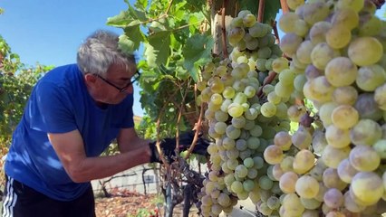Entre soleil et calcaire : Zilavka et Blatina, les reines des vignes bosniennes