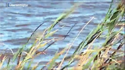 El agua del parque natural de la Albufera, en Valencia, aparece teñido de marrón