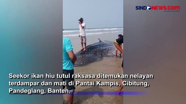 Penampakkan Hiu Tutul Raksasa yang Terdampar dan Mati di Pantai Cibitung