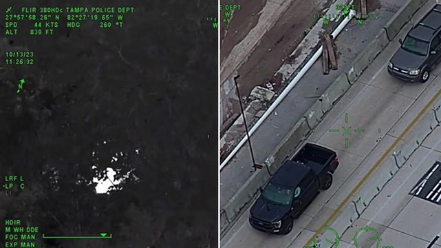 Florida suspect hides in tree to avoid arrest after fleeing police in stolen vehicle