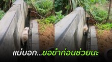 โซเชียลขำจะขิต น้องหมาติดช่องระบายน้ำเดินหน้า-ถอยหลัง วนลูปไม่จบสักที