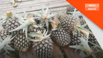 Skop Lembaga Perindustrian Nanas Malaysia akan diperluas