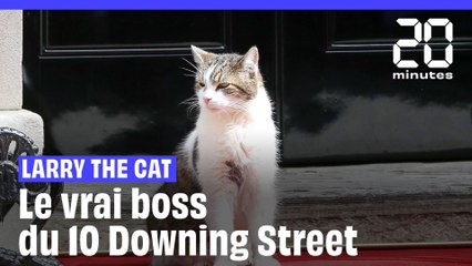 Qui est Larry the Cat, le chat du 10 Downing Street ?