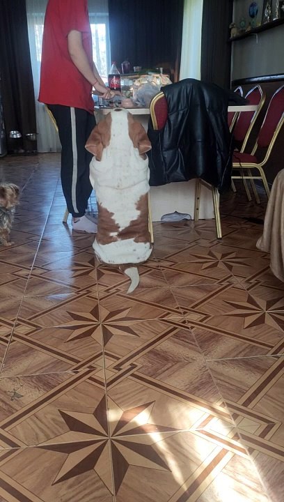 Basset Hound devient un rectangle parfait