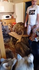 Temps de petit-déjeuner chargé dans une maison pleine de Huskies