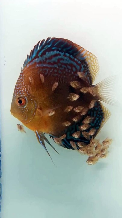 Alimentation des bébés poissons Discus