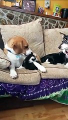 Les chiens accueillent un nouveau chaton dans leur maison