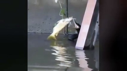 Invasione dei cormorani, strage di pesci nei fiumi e nei laghi lombardi