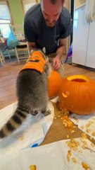 Kevin le raton laveur aide à préparer Halloween