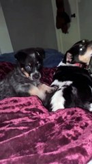 Mon chien aime tellement les égratignures dans le dos qu'elle a dressé le chiot