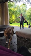 Un nouveau bouledogue nommé patron