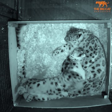 En l'Honneur de la Journée Internationale de la Panthère des Neiges : Laila et Yarko, Deux Adorables Félins au Big Cat Sanctuary du Royaume-Uni !