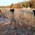 Une vache se coince la tête dans un tube métallique